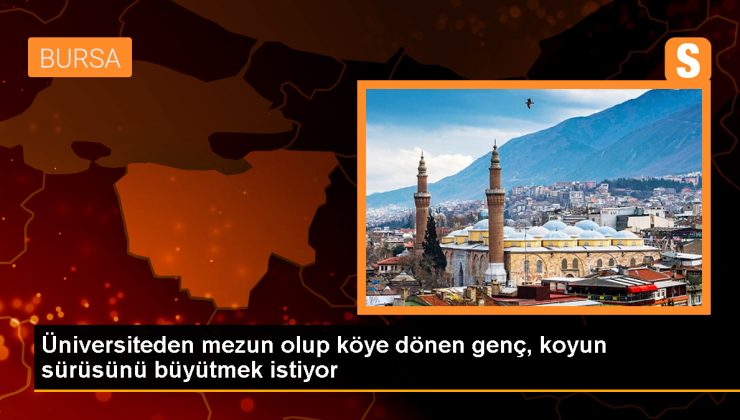 Üniversite mezunu genç çiftçi, Eşme koyununda verimi artırmayı hedefliyor