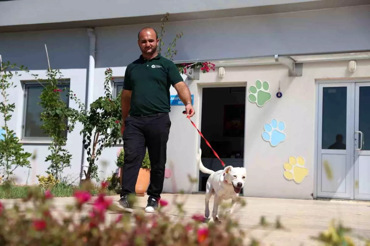 Antalya’da Sokak Köpeği ‘Akrep’ Yeni Yuvasına Kavuştu